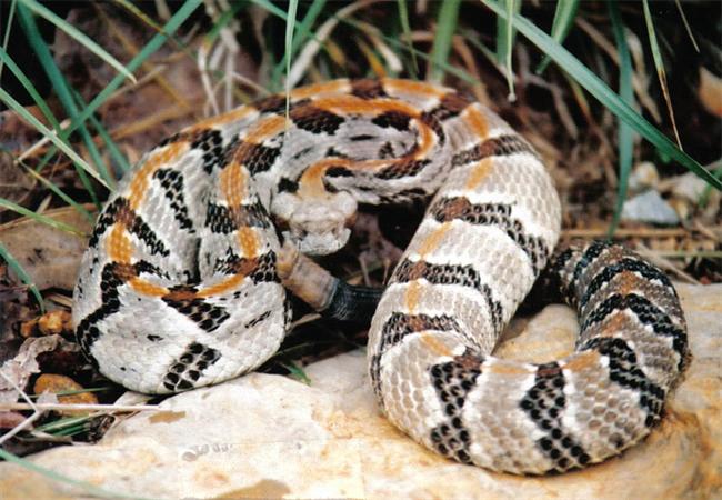 Timber Rattlesnake-Eastern OK.jpg [71 Kb]